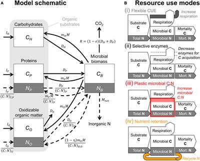 Modeling Microbial Adaptations to Nutrient Limitation During Litter Decomposition